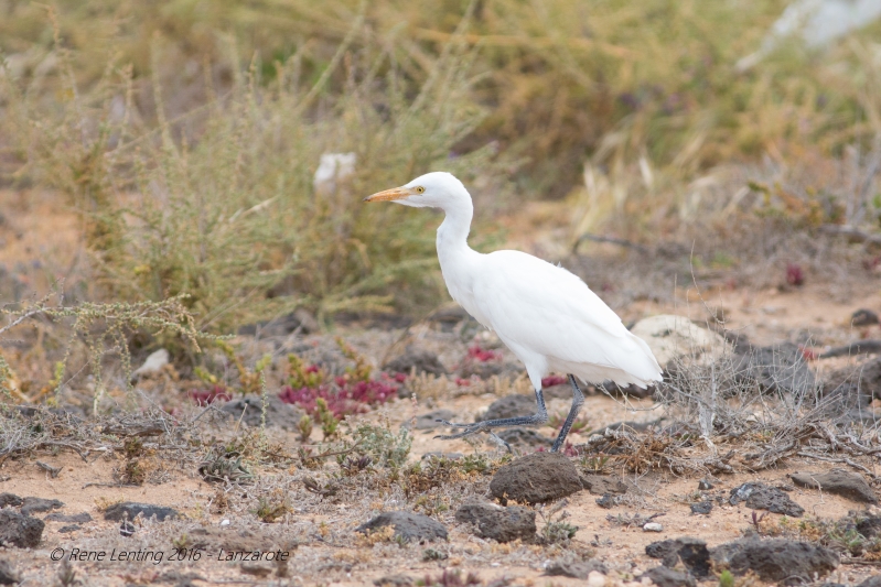 Koereiger